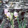 Dodecatheon meadia, habit
