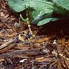 Dodecatheon meadia, habit