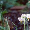 Dodecatheon meadia, habit