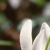 Dodecatheon meadia, flowers