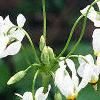 Dodecatheon meadia, flowers