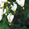 Dodecatheon meadia, flowers