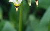 Dodecatheon meadia, flowers