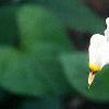 Dodecatheon meadia, flowers
