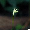 Dodecatheon meadia, flowers