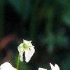 Dodecatheon meadia, flowers