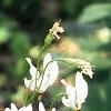 Dodecatheon meadia, flowers