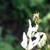 Dodecatheon meadia, flowers