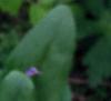 Dodecatheon meadia, flowers