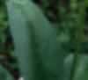Dodecatheon meadia, flowers