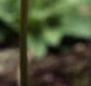 Dodecatheon meadia, flowers