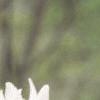Dodecatheon meadia, flowers