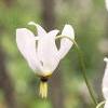 Dodecatheon meadia, flowers