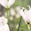 Dodecatheon meadia, flowers