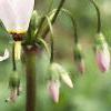 Dodecatheon meadia, flowers