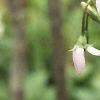 Dodecatheon meadia, flowers