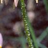 Dodecatheon meadia, flowers