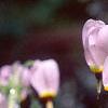 Dodecatheon meadia, flowers