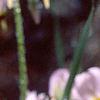 Dodecatheon meadia, flowers