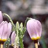 Dodecatheon meadia, flowers