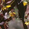 Lysimachia ciliata 'Atropurpurea', flowers