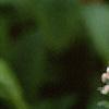 Lysimachia clethroides, flowers