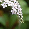 Lysimachia clethroides, flowers