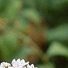 Lysimachia clethroides, flowers