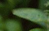 Lysimachia clethroides, flowers