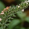 Lysimachia clethroides, flowers