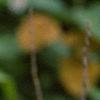 Lysimachia clethroides, flowers