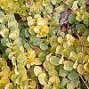 Lysimachia nummularia 'Aurea', habit