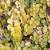 Lysimachia nummularia 'Aurea', habit