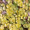 Lysimachia nummularia 'Aurea', habit