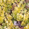Lysimachia nummularia 'Aurea', habit