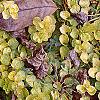 Lysimachia nummularia 'Aurea', habit