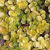Lysimachia nummularia 'Aurea', habit