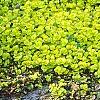 Lysimachia nummularia 'Aurea', habit