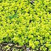 Lysimachia nummularia 'Aurea', habit