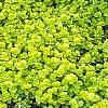 Lysimachia nummularia 'Aurea', habit