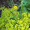 Lysimachia nummularia 'Aurea', habit
