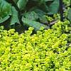 Lysimachia nummularia 'Aurea', habit