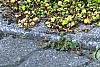 Lysimachia nummularia 'Aurea', habit