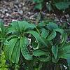 Lysimachia nummularia 'Aurea', habit