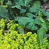 Lysimachia nummularia 'Aurea', habit