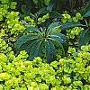 Lysimachia nummularia 'Aurea', habit
