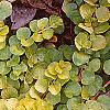 Lysimachia nummularia 'Aurea', leaves