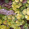 Lysimachia nummularia 'Aurea', leaves