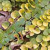 Lysimachia nummularia 'Aurea', leaves
