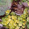Lysimachia nummularia 'Aurea', leaves